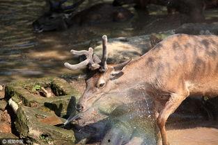 小鹿吃瓜娱乐,揭秘娱乐圈幕后趣闻